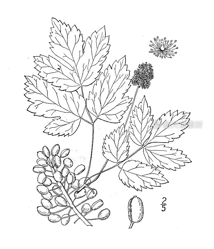 古植物学植物插图:红叶Actaea rubra，红色Baneberry